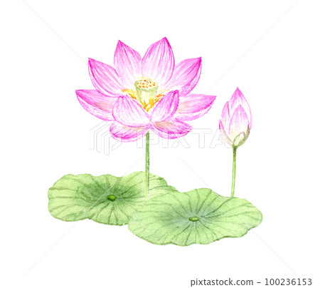 Lotus flower watercolor illustration analog hand drawn background transparent png 100236153