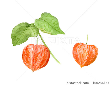 Physalis watercolor illustration analog hand drawn background transparent png 100236154