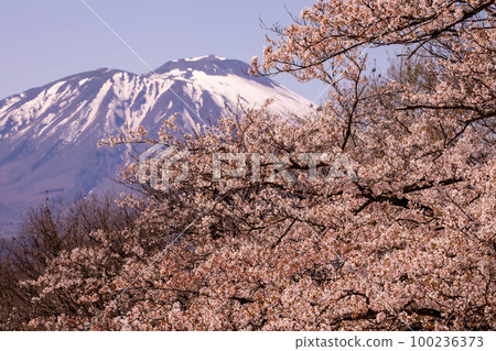 Tohoku Cherry Blossom Tour 100236373