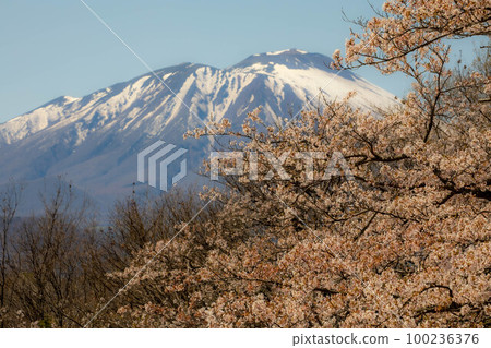Tohoku Cherry Blossom Tour 100236376