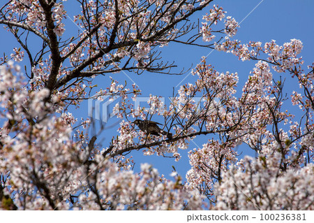 Tohoku Cherry Blossom Tour 100236381