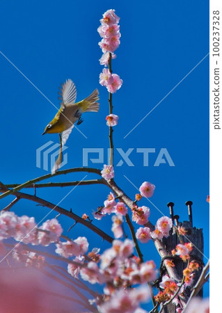 拍打白眼和李子 拍打白眼和李子 100237328