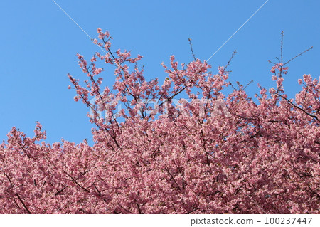 “松田山藥草園”河津櫻花盛開，藍天 100237447
