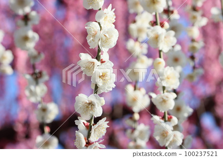 “小田原”垂枝梅，蘇加梅林 100237521