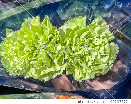 Gift ~Pale Green Carnation~ Gift ~Pale Green Carnation~ 100237872
