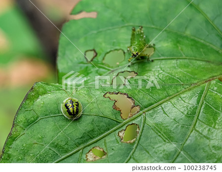 Cassida is a large Old World genus of tortoise beetles in the subfamily Cassidinae. 100238745