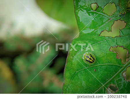 Cassida is a large Old World genus of tortoise beetles in the subfamily Cassidinae. Cassida is a large Old World genus of tortoise beetles in the subfamily Cassidinae. 100238748