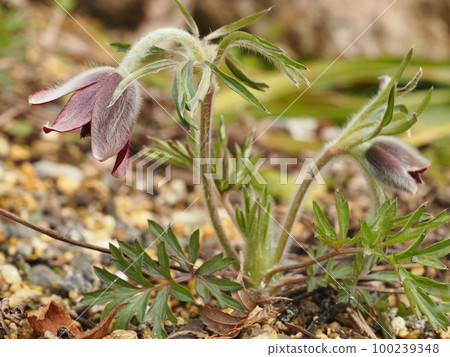 Pasque flower Scientific name: Pulsatilla cernua 100239348