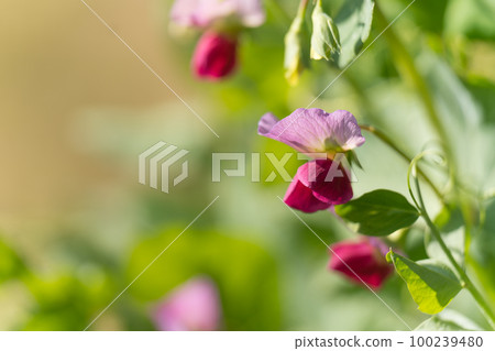Pea flowers 100239480