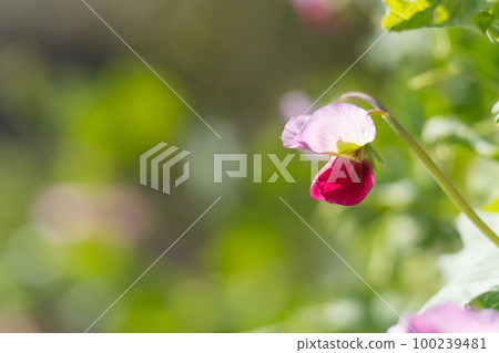 豌豆花 豌豆花 100239481
