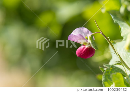 豌豆花 100239482