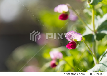 豌豆花 豌豆花 100239483