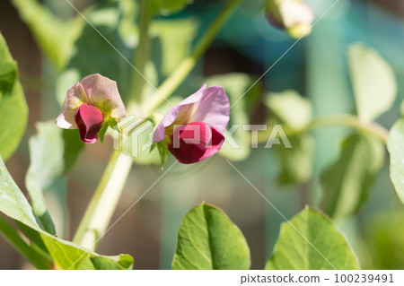Pea flowers 100239491