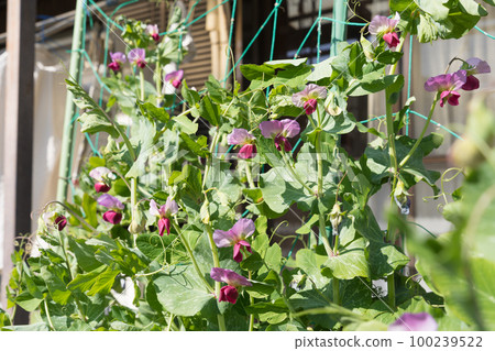 Pea flowers 100239522