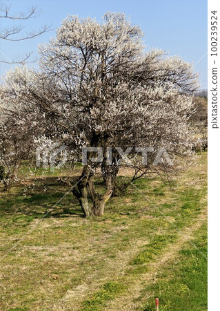 初春的柚子之鄉森山町，梅花盛開，藍天鄉間小路 100239524