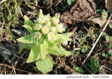 Butterbur sprouts that have begun to bloom in the spring sunshine 100239680