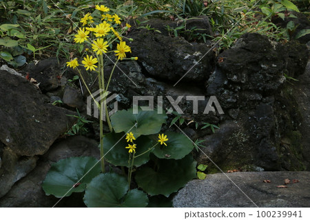 Japanese silverberry with bright yellow flowers in early winter Japanese silverberry with bright yellow flowers in early winter 100239941