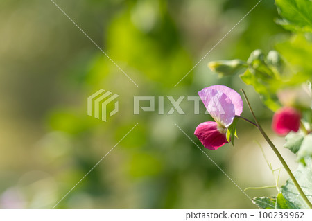 豌豆花 100239962