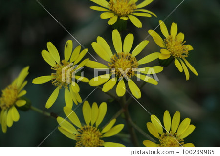 Japanese silverberry with bright yellow flowers in early winter Japanese silverberry with bright yellow flowers in early winter 100239985
