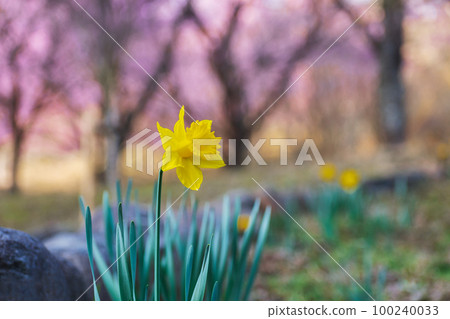 早春公園盛開的水仙花特寫 100240033