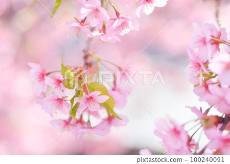 河津櫻花盛開 100240091