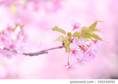 河津櫻花盛開 100240092