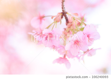 河津櫻花盛開 100240093