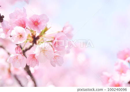 Kawazu cherry blossoms in full bloom 100240096