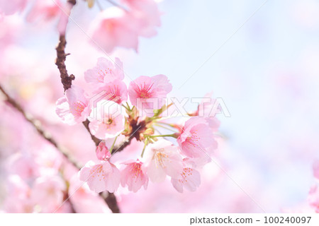 Kawazu cherry blossoms in full bloom 100240097