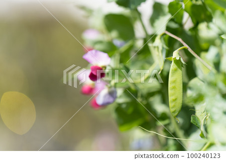 豌豆和鮮花 100240123