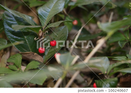 Yabukoji 與漂亮的紅色水果 100240607