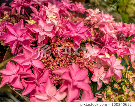 Pink Hydrangea ~Smell of Rain~ 100240652