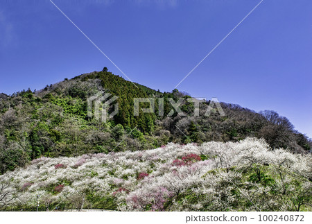 八王子市, 東京, 高尾梅鄉梅花節, 古澤梅林 100240872