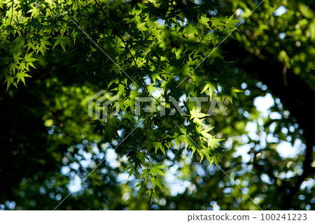 Blue maple, blue autumn leaves, leaves, light, sunlight, landscape, background, early summer, close-up Blue maple, blue autumn leaves, leaves, light, sunlight, landscape, background, early summer, close-up 100241223