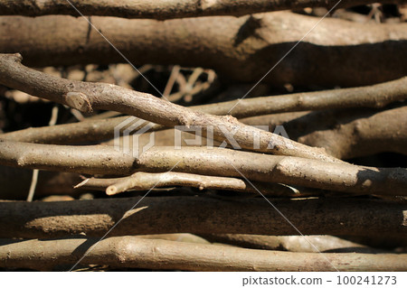 山中的一個伐木場隨意地被稀疏的樹枝包圍著，顏色是平靜的米色單調。 100241273