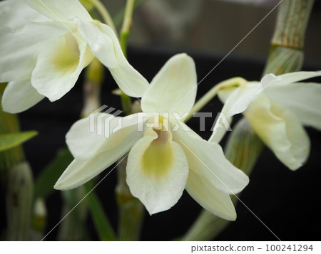 White Denfare White Denfare 100241294