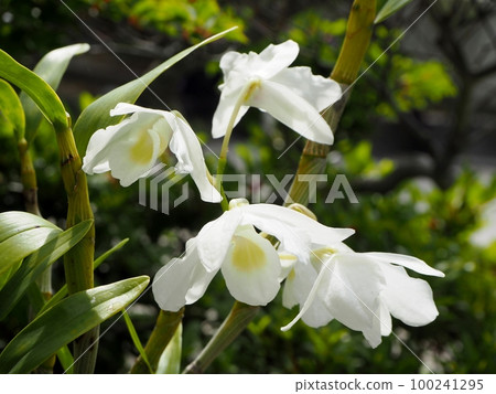 White Denfare White Denfare 100241295
