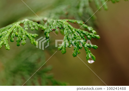 wet cypress leaves 100241488