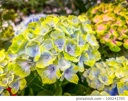 Gentle colors of hydrangeas ~Rainy season~ Gentle colors of hydrangeas ~Rainy season~ 100241705
