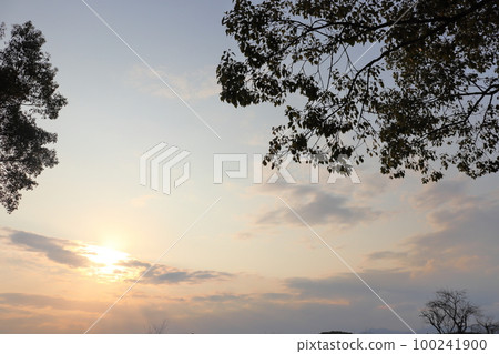 Twilight sky sunset tree Twilight sky sunset tree 100241900