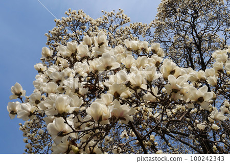 A splendid hakukkuren 100242343