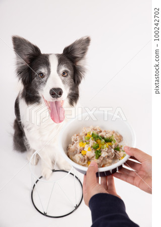 一隻黑白邊境牧羊犬很高興收到主人自製的狗糧 100242702