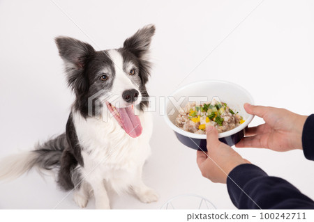 Border collie shop homemade food