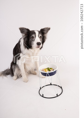 Border collie homemade outlet food