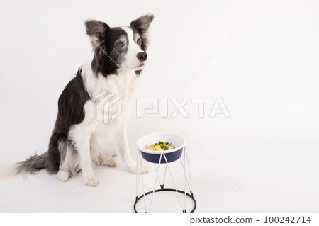 Border collie 2024 homemade food