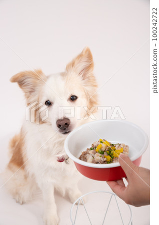 A red border collie is happy to receive homemade rice from the owner 100242722