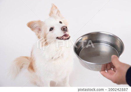 一隻紅色的邊境牧羊犬從它的主人那裡接過食物碗裡的水 一隻紅色的邊境牧羊犬從它的主人那裡接過食物碗裡的水 100242887