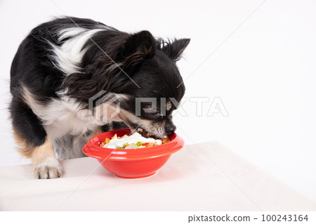 A black and white Chihuahua eating homemade rice topped with yoghurt A black and white Chihuahua eating homemade rice topped with yoghurt 100243164