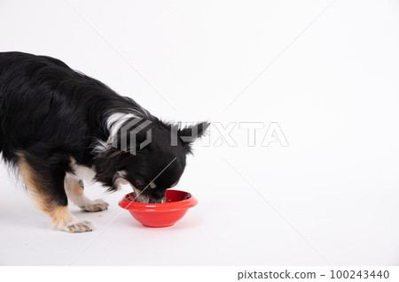 Black tongue Chihuahua eating homemade rice in a red food bowl Black tongue Chihuahua eating homemade rice in a red food bowl 100243440