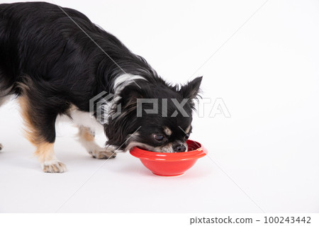 Black tongue Chihuahua eating homemade rice in a red food bowl 100243442